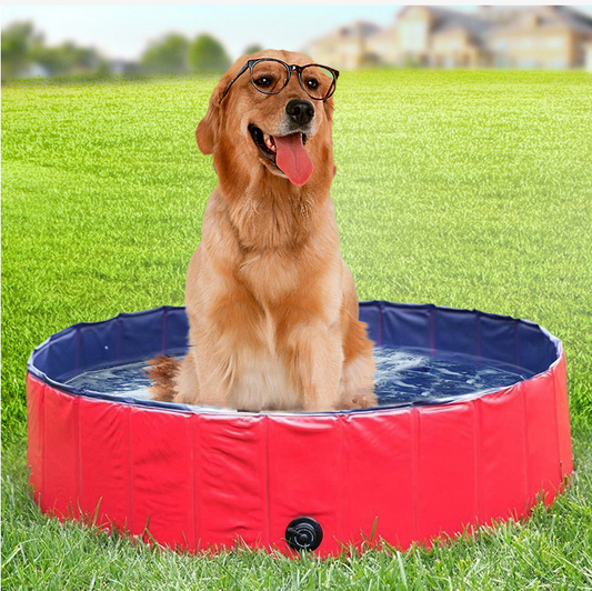 Splashy™ – Piscine Pliable pour Chien